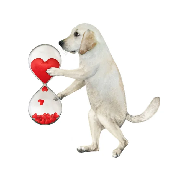 Ein Verliebter Hund Hält Eine Romantische Sanduhr Der Hand Valentinstag — Stockfoto