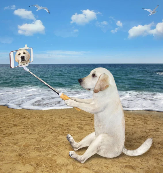 Pies Smartfonem Siedzi Piasku Morza Robi Sobie Selfie — Zdjęcie stockowe