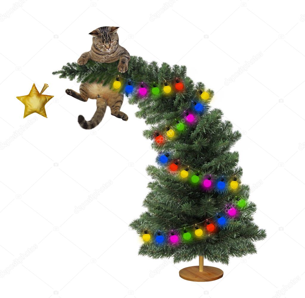 A beige cat is on the top of the Christmas tree. White background. Isolated.