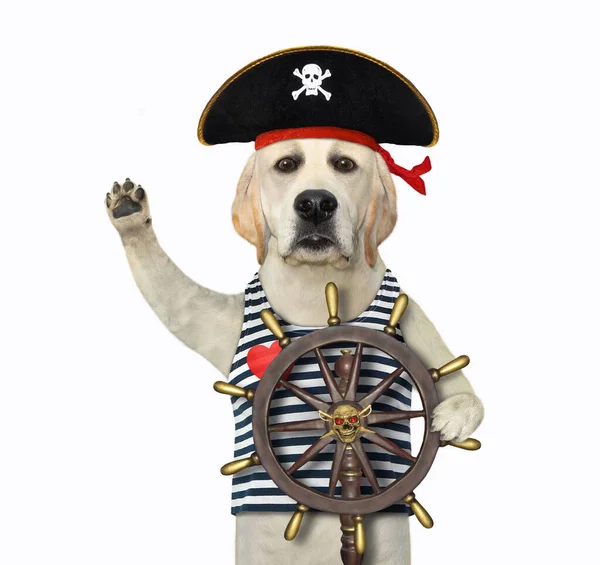 Een Hond Piratenuniform Staat Aan Het Roer Van Een Schip — Stockfoto