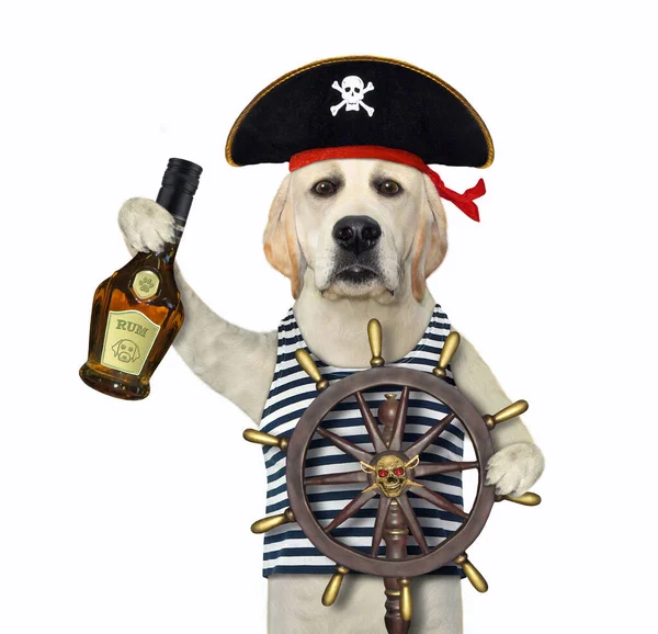 Dog Pirate Uniform Bottle Rum Helm Ship White Background Isolated — Stock Photo, Image