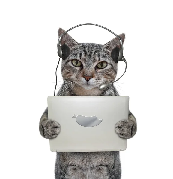 Gray Cat Earphones Tablet Listening Music White Background Isolated — Stock Photo, Image