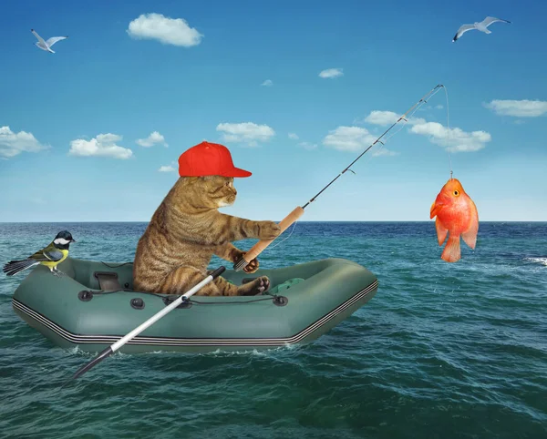Pescatore Gatto Beige Una Barca Gonfiabile Catturato Pesce Oro Nel — Foto Stock