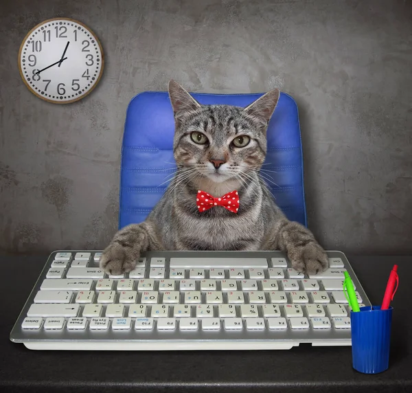 Gerente Gato Gris Con Pajarita Roja Trabaja Una Computadora Una —  Fotos de Stock