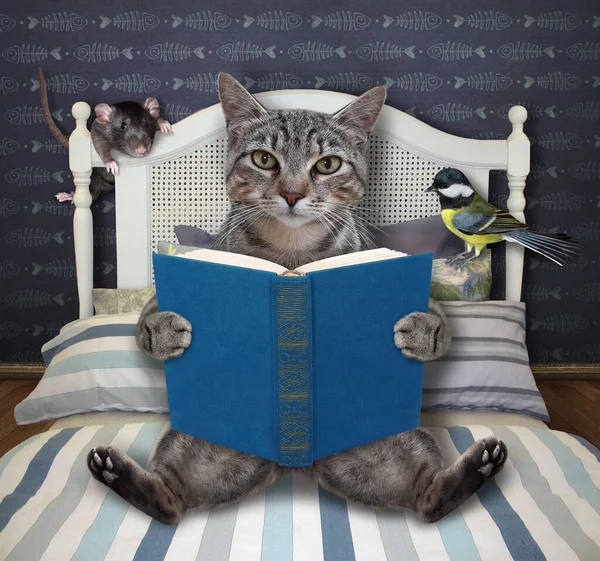 A gray cat is reading a blue book in bed at home.