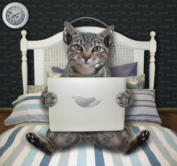 Gato Cinza Fones Ouvido Está Usando Laptop Cama Casa — Fotografia de Stock