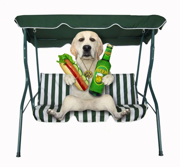 Pies Butelką Piwa Hot Dogiem Siedzi Fotelu Huśtawki Białe Tło — Zdjęcie stockowe