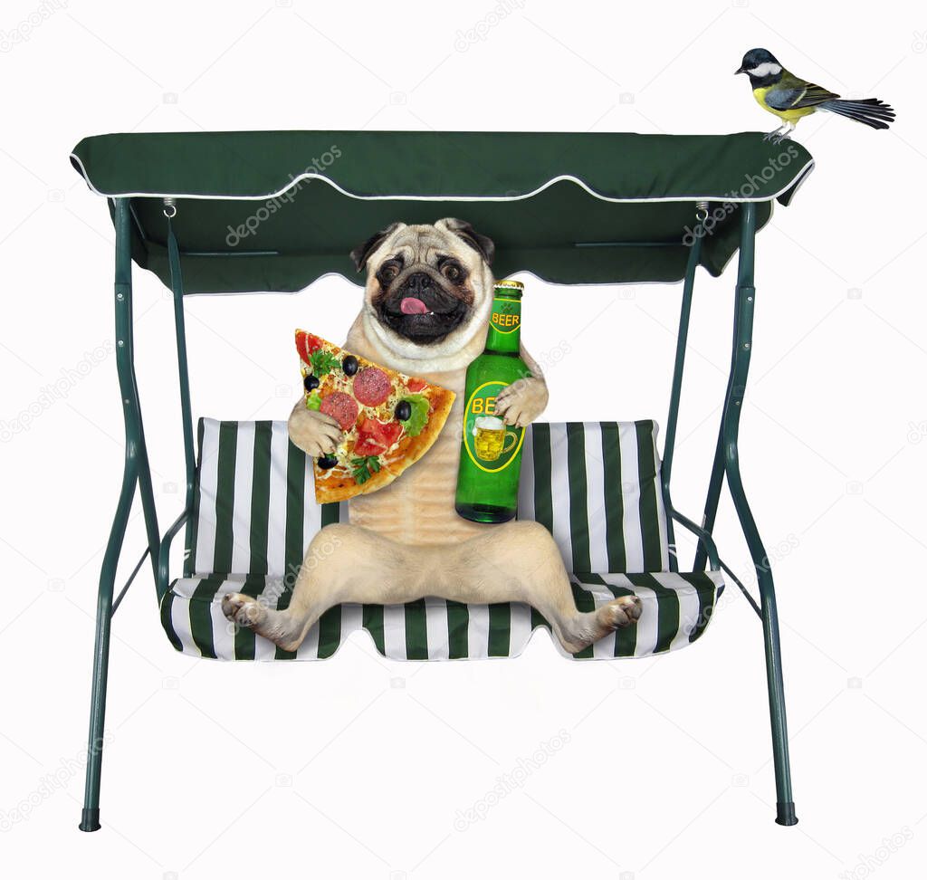 A pug dog with a bottle of beer and a slice of pizza sits on a beach swing chair. White background. Isolated.