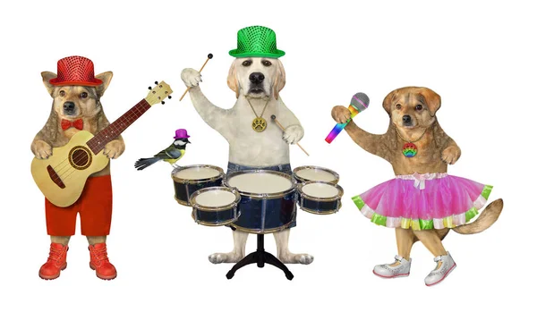 Trzy Psy Grają Perkusji Gitarze Akustycznej Śpiewają Piosenkę Białe Tło — Zdjęcie stockowe