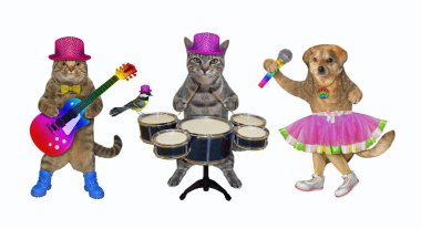 İki kedi ve bir köpek davul çalar, akustik gitar çalar ve bir şarkı söyler. Beyaz arka plan. İzole edilmiş.