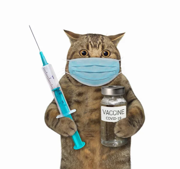 一位戴口罩的米色猫医生拿着注射器和一瓶疫苗 Coronavirus 白色背景 被隔离了 — 图库照片