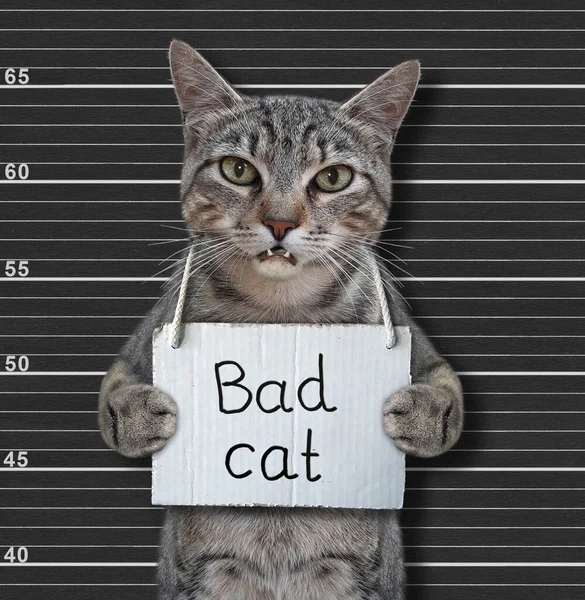 18,905 Bad Cat Stock Photos, High-Res Pictures, and Images - Getty Images