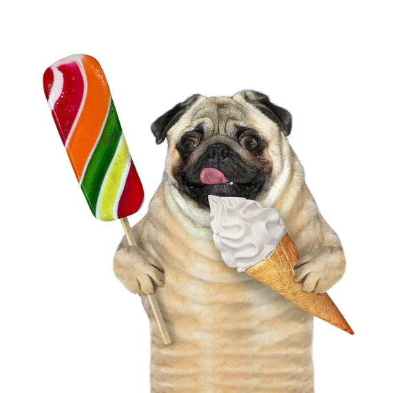 Pug Dog Holds Colored Lollipop Ice Cream Cone White Background — Stock Photo, Image