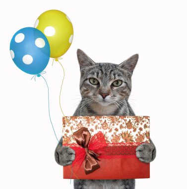 Gri bir kedi mavi bir hediye kutusu ve renkli balonlar tutuyor. Beyaz arka plan. İzole edilmiş.