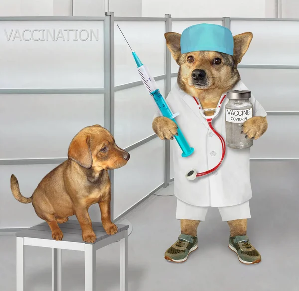 Dog Doctor Medical Clothes Vaccinating Puppy Coronavirus — Stock Photo, Image
