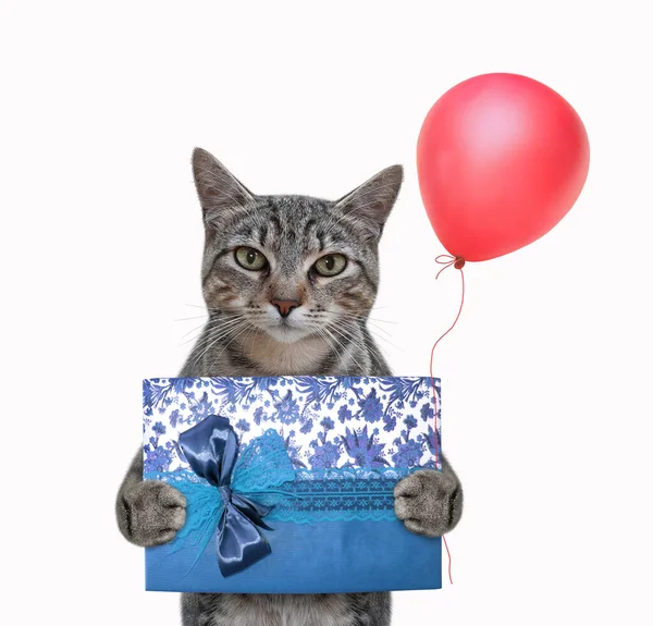 Eine Graue Katze Hält Eine Blaue Geschenkbox Und Einen Roten — Stockfoto