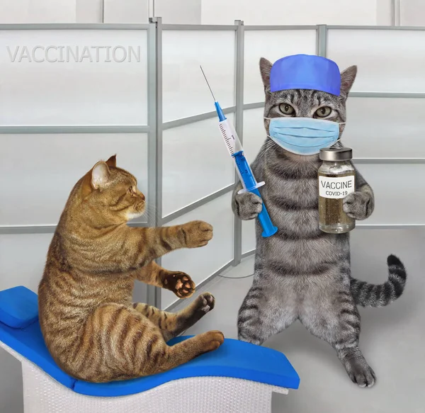 Cat Doctor Medical Clothes Vaccinating His Patient Coronavirus — Stock Photo, Image