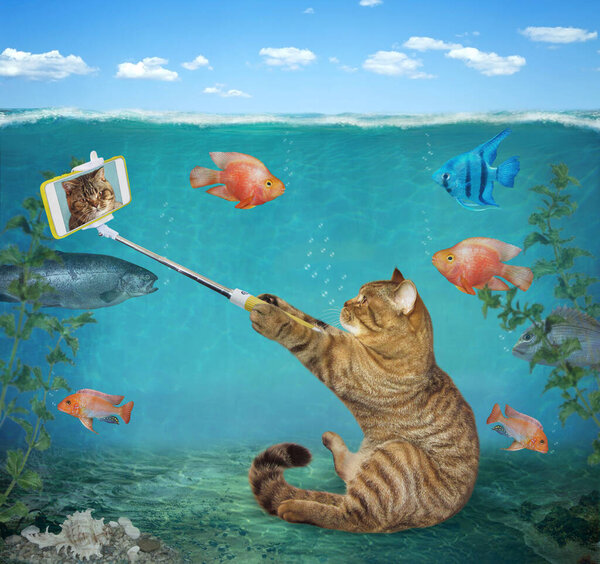 Бежевый кот со смартфоном делает селфи под водой на морском дне.