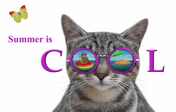 Gato Usa Óculos Sol Com Reflexo Mar Neles Verão Fixe — Fotografia de Stock