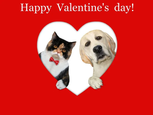 赤い紙のハート型の穴から猫と犬が見えます ハッピーバレンタインデー — ストック写真