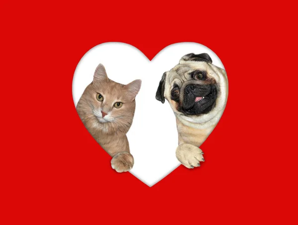 Eine Katze Und Ein Hund Blicken Durch Ein Herzförmiges Loch — Stockfoto