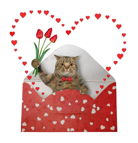 Eine Beige Katze Mit Roten Tulpen Liegt Einem Weihnachts Geschenkumschlag — Stockfoto