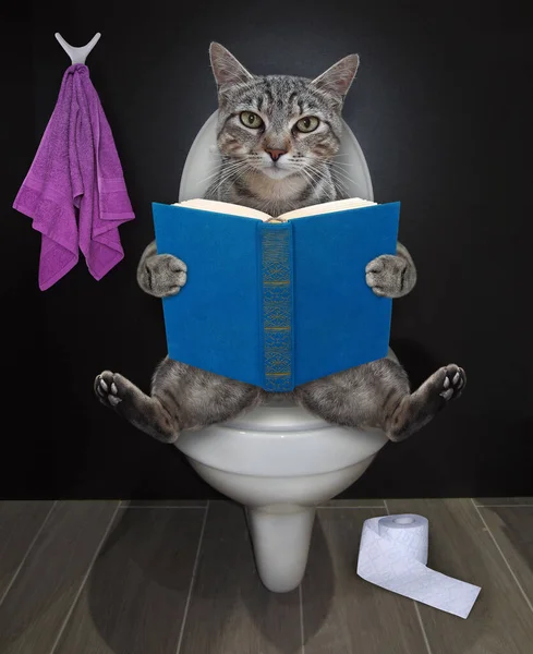 Gato Cinza Está Sentado Vaso Sanitário Branco Lendo Livro Banheiro — Fotografia de Stock