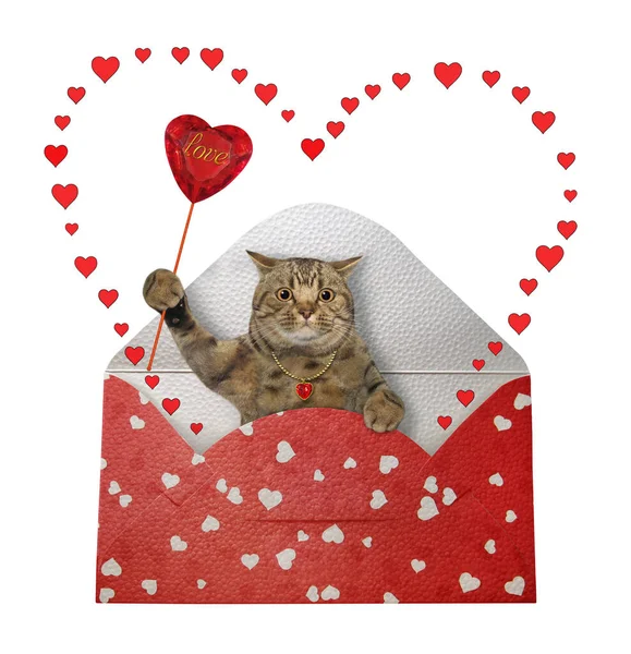 Gato Beige Con Rubí Rojo Forma Corazón Está Sobre Regalo —  Fotos de Stock