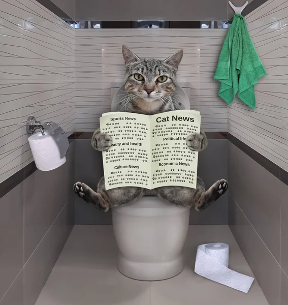 Gato Gris Está Sentado Inodoro Blanco Leyendo Periódico Baño — Foto de Stock