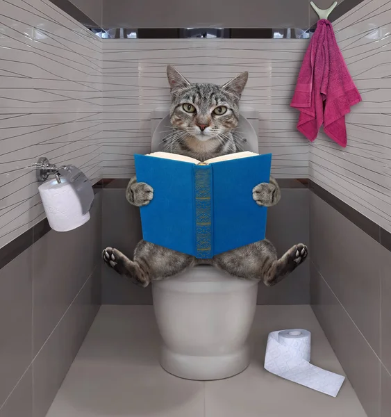 Gato Gris Está Sentado Inodoro Blanco Leyendo Libro Baño — Foto de Stock