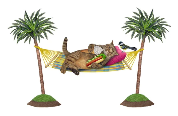 Кошка Лежит Гамаке Между Пальмами Ест Хот Дог Рожок Мороженого — стоковое фото