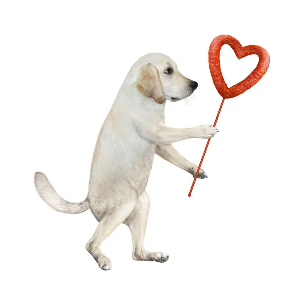 Ein Hund Hält Eine Herzförmige Wurst Auf Einem Stock Weißer — Stockfoto
