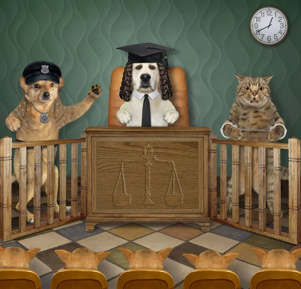 犬の警官が法廷で証言する 裁判官 犯罪者 陪審員は彼の話を注意深く聞く — ストック写真