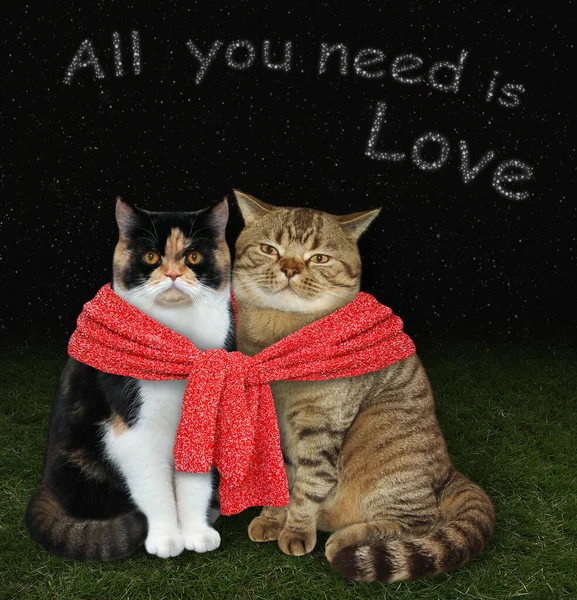 A couple of cats are tied with a red knitted scarf. All you need is love.