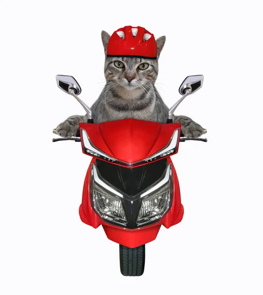 Серый Кот Мотоциклетном Шлеме Едет Красном Мопеде Белый Фон Isolated — стоковое фото