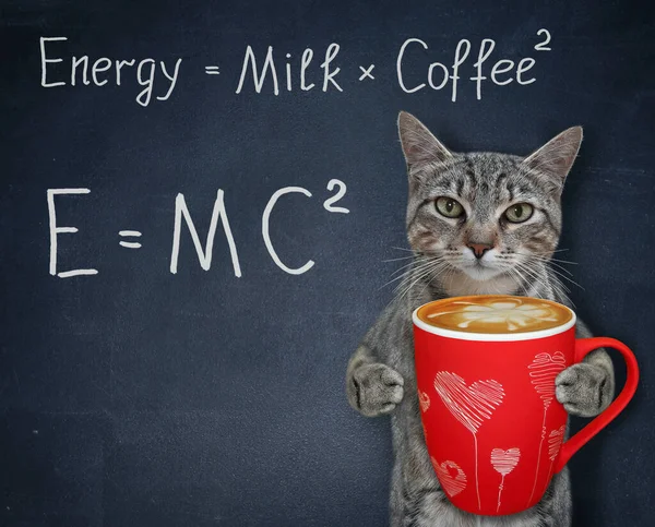 Szary Kot Szkolnej Tablicy Zabawnymi Formułami Trzyma Czerwoną Filiżankę Kawy — Zdjęcie stockowe