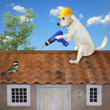 İnşaat miğferinde elektrikli matkapla köpek yapan biri çatıyı tamir ediyor..