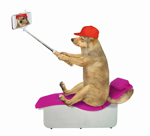 Beżowy Pies Czerwonej Czapce Smartfonem Robi Sobie Selfie Krześle Plażowym — Zdjęcie stockowe