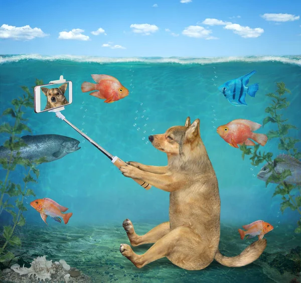 Béžový Pes Smartphonem Vezme Selfie Pod Vodou Mořském Dně — Stock fotografie