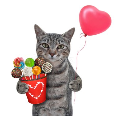 Gri bir kedi içinde şeker ve kalp şeklinde balon olan kırmızı bir kova tutar. Beyaz arka plan. İzole edilmiş.