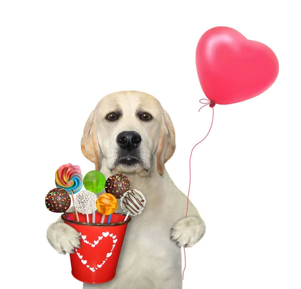 Perro Sostiene Cubo Rojo Con Dulces Globo Forma Corazón Fondo — Foto de Stock