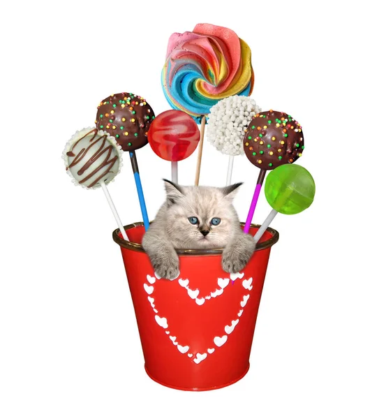 Ein Kätzchen Steckt Einem Roten Metalleimer Mit Süßigkeiten Weißer Hintergrund — Stockfoto