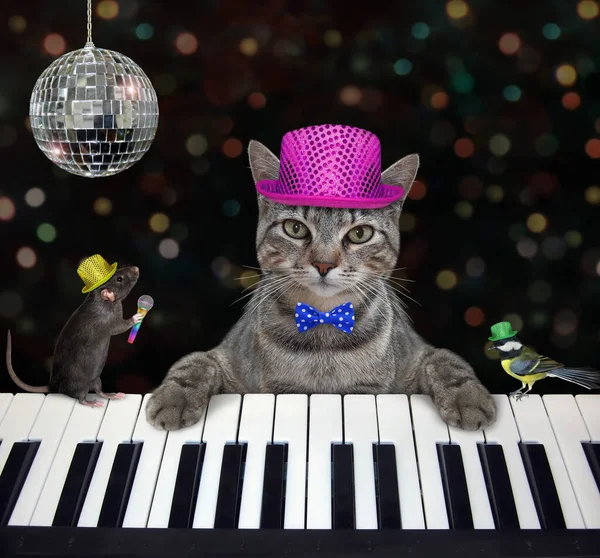 Mor Şapkalı Gri Bir Müzisyen Bir Gece Kulübünde Piyano Çalıyor — Stok fotoğraf
