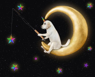 Bir köpek tek boynuzlu at, rahat ayda bir oltayla gökkuşağı yıldızlarını yakalıyor..