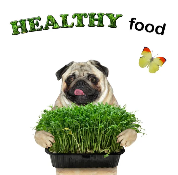 Dog Pug Holds Plastic Microgreens Box Healthy Food White Background — Stock Photo, Image
