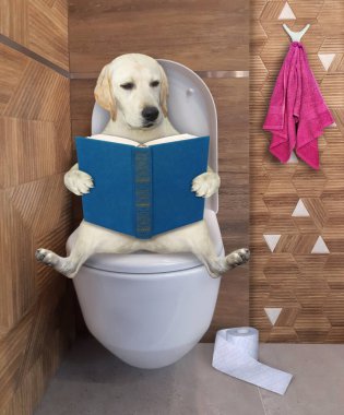 Bir köpek labrador beyaz bir klozetin üzerinde oturuyor ve bej bir banyoda kitap okuyor..