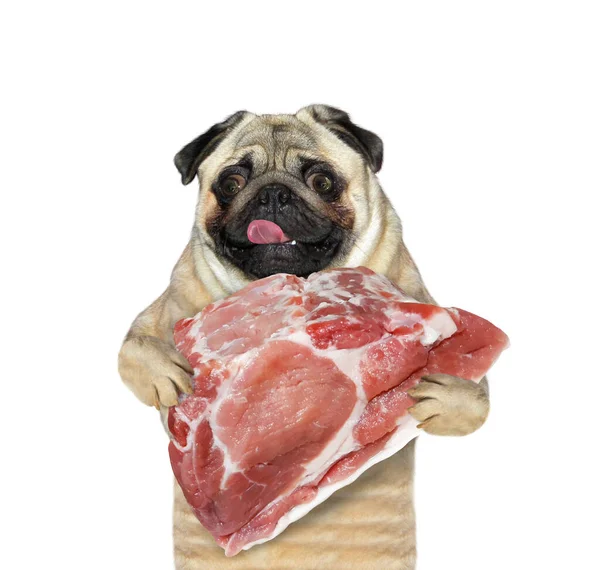 Pug Dog Holds Big Raw Piece Meat White Background Isolated — Stock Photo, Image