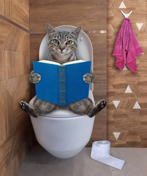 Gato Gris Está Sentado Inodoro Blanco Leyendo Libro Baño Beige — Foto de Stock