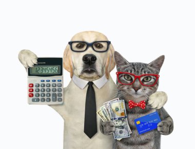 Köpekli gri bir kedi hesap makinesi, kredi kartı ve dolar hayranı tutuyor. Beyaz arka plan. İzole edilmiş.