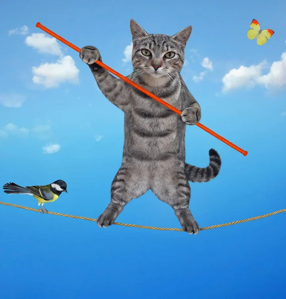 Šedý Kočičí Akrobat Tyčí Kráčí Laně Laně Pták Pozadí Oblohy — Stock fotografie